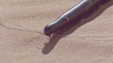 millipede moves through sand making tracks , very nice shot ,