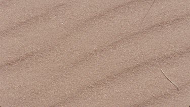 millipede moves through sand making tracks , very nice shot ,