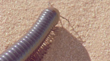 millipede moves through sand making tracks , very nice shot ,