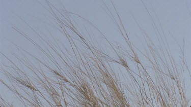 grass moving in the wind on side of red sand dune