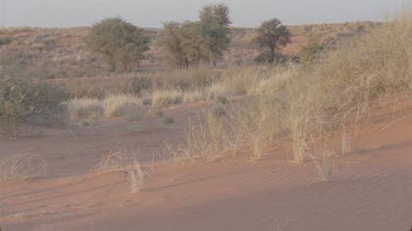 sand dunes with some grass in foreground and trees in background