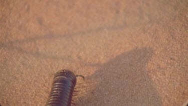 millipede going through shot making tracks various shots