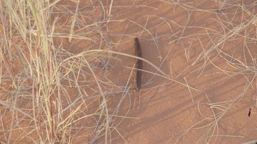 millipede going through shot making tracks various shots