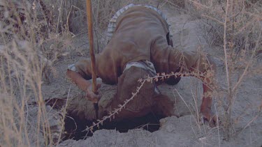 bushmen hunters trying to get warthog out of hole