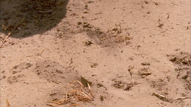 Bushman pointing to tracks in earth with fingers