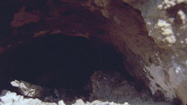 Bushmen spear being poked into dark hole burrow