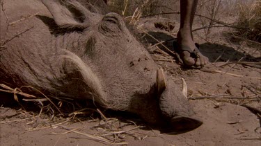 bushman pulls dead warthog out of shot