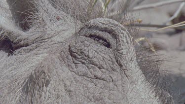 warthog eye and hairs pumba