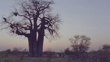 Bushman camp , with campfire a slight pink glow in the sky , baobab tree