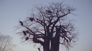 baobab tree in silhouette