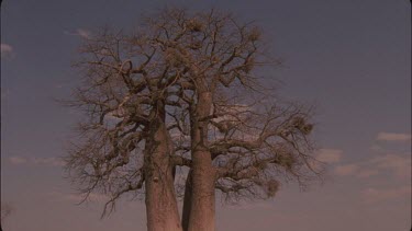 baobab tree with weaver nests in