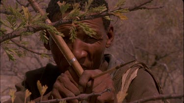 bushman face looking serious behind mimosa acacia branch aiming bow and arrow at target