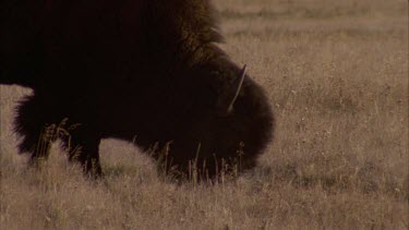 buffalo bison grazing, steam rising from the ground. Buffalo exits frame right.