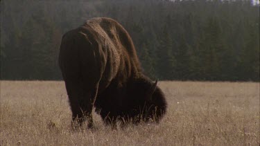 buffalo bison grazes steam rises from its back