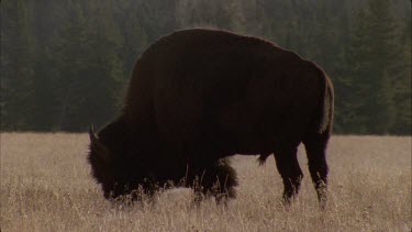 buffalo bison grazes steam rises from its back