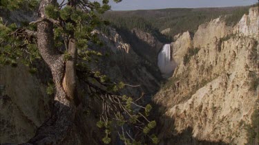 pine tree in foreground with canyon and waterfall in background