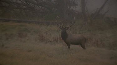 male elk walking through forest edge, fallen logs