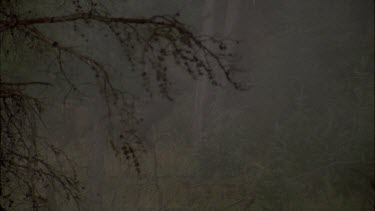 very misty shot. Elk walking through forest edge landscape