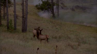 elk doe and fawn start to trot