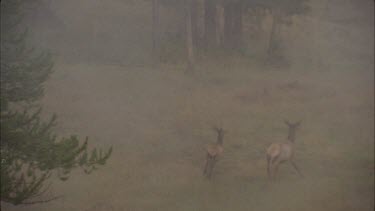 doe and fawn stand in misty scene