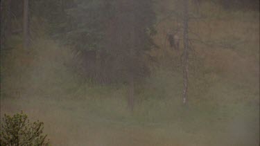 doe and fawn run through mist, they catch fright.