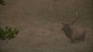 male elk walking through misty landscape