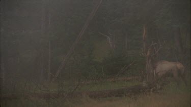 male elk walking through misty forest