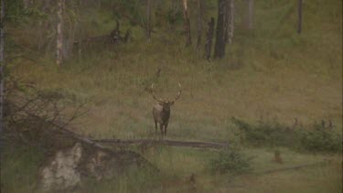 male elk with large antlers, turns and walks away.