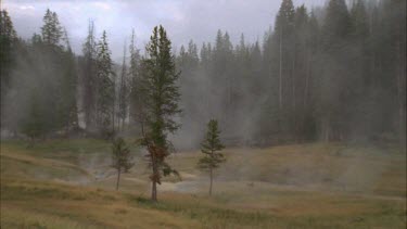 mist blowing through trees, forest in background