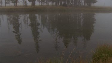 tall pines reflected in still lake, tilt up trees