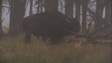 buffalo scratching himself on branch of tree, mist.