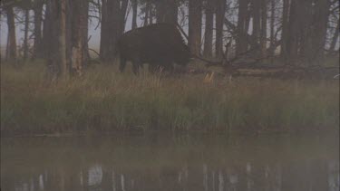 buffalo scratching himself on branch of tree, mist. Lake in foreground, trees behind.