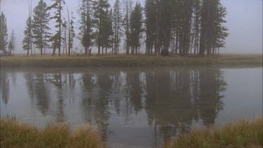 buffalo in scenic landscape. Tall pine trees reflected in still lake. Mist blowing over lake.