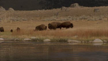 buffalo grazing at edge of lake