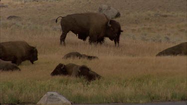 buffalo grazing at edge of lake