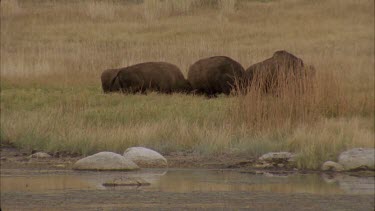 buffalo rutting, locking horns, at edge of lake