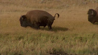 buffalo defecating