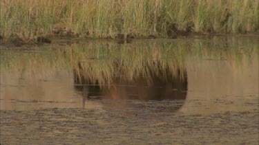 reflection of buffalo in lake