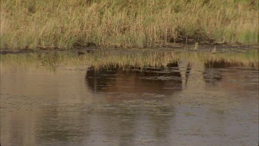 reflection of buffalo in lake