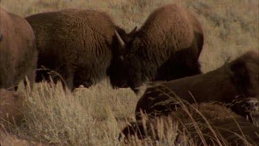 buffalo rubbing heads, locking horns