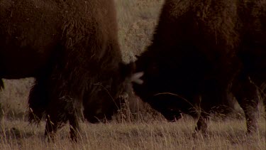 buffalo rubbing heads, rutting, locking horns