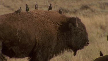 buffalo with birds on back, birds fly off