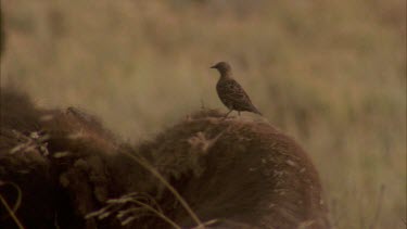 bird walking on buffalo, it flies off