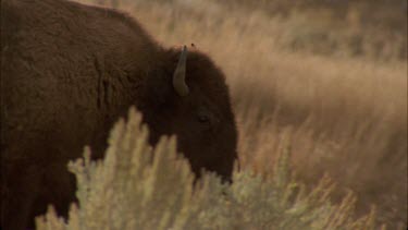 buffalo walking