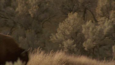 buffalo running partially obscured by long grass