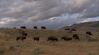 herd of buffalo grazing against dark rain cloud background