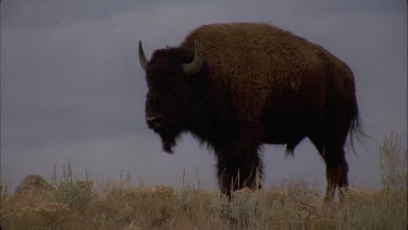 male buffalo looking out against dark blue sky