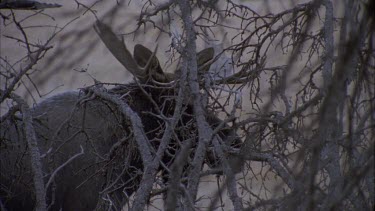 moose partially hidden behind stark branches, visibly see moose exhale