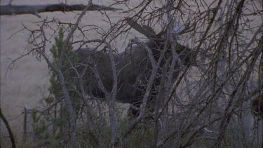 moose partially hidden behind stark branches, visibly see moose exhale