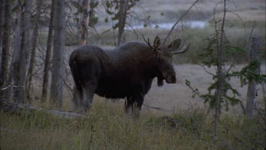 moose standing in clearing takes a fright and runs away